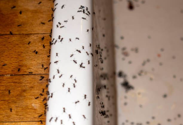 Wildlife Control Services in Barclay, NJ